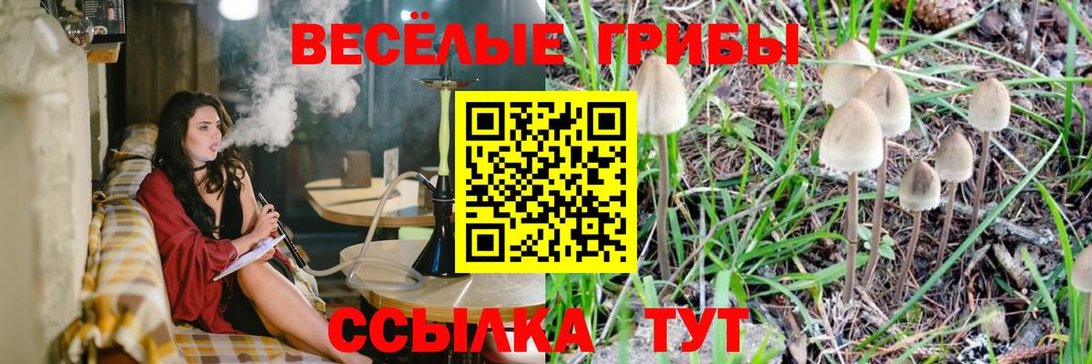 Псилоцибиновые грибы прущие грибы Сокол